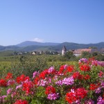 Wine Road near St. Hippolyte